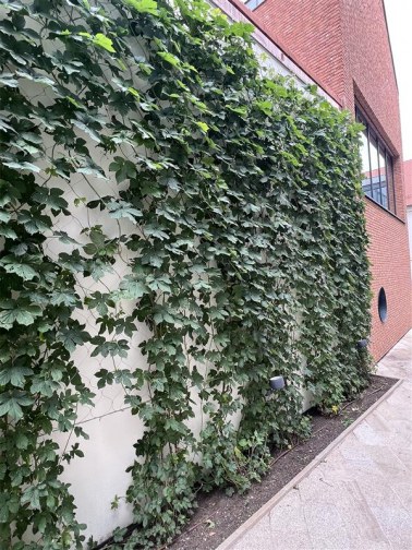 Wire mesh for green facades - courtyard of the Trnava Academy