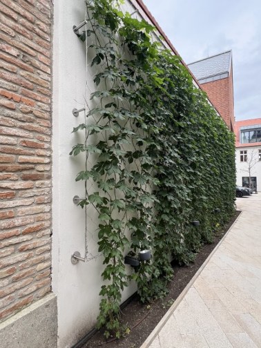 Wire mesh for green facades - courtyard of the Trnava Academy