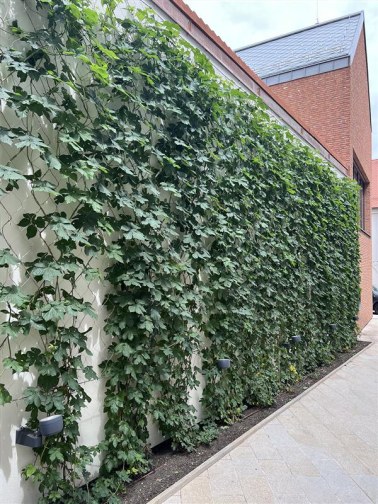 Wire mesh for green facades - courtyard of the Trnava Academy