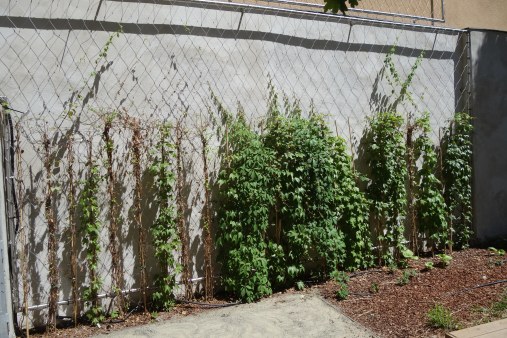 Wire mesh for green facades and trellises - Park Váci HU
