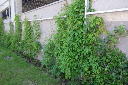 Wire mesh for green facades - Parking house Eger HU