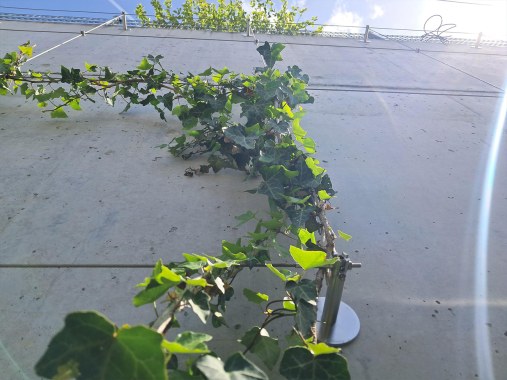 Wire mesh for green facades and walls - Trellis Nitra