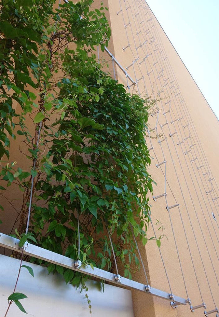 Stainless steel rope system with climbing plant