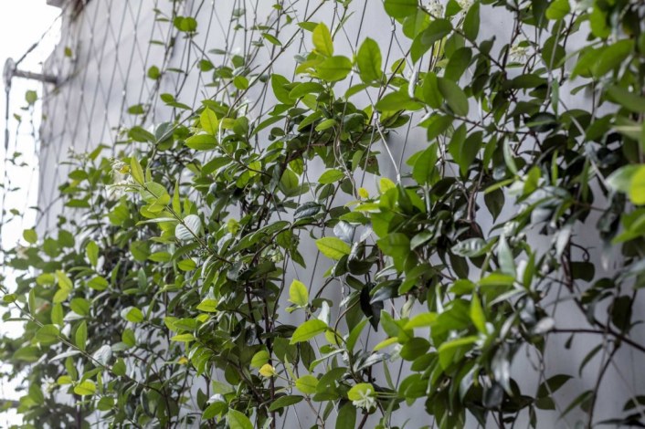 wire mesh - green facade with climbing plant