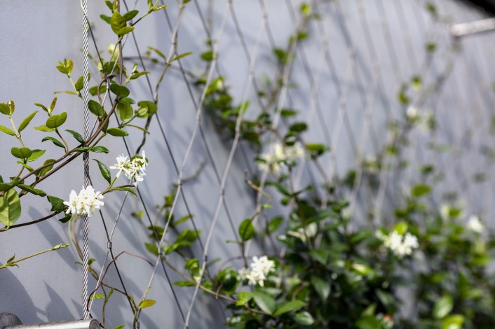 cable net on the facade with climbing plant